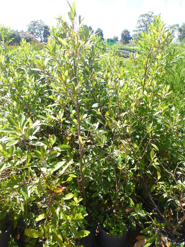 Approx 80 x Blueberry Ash 200mm pot. Elaeocarpus Reticulatus Prima ...