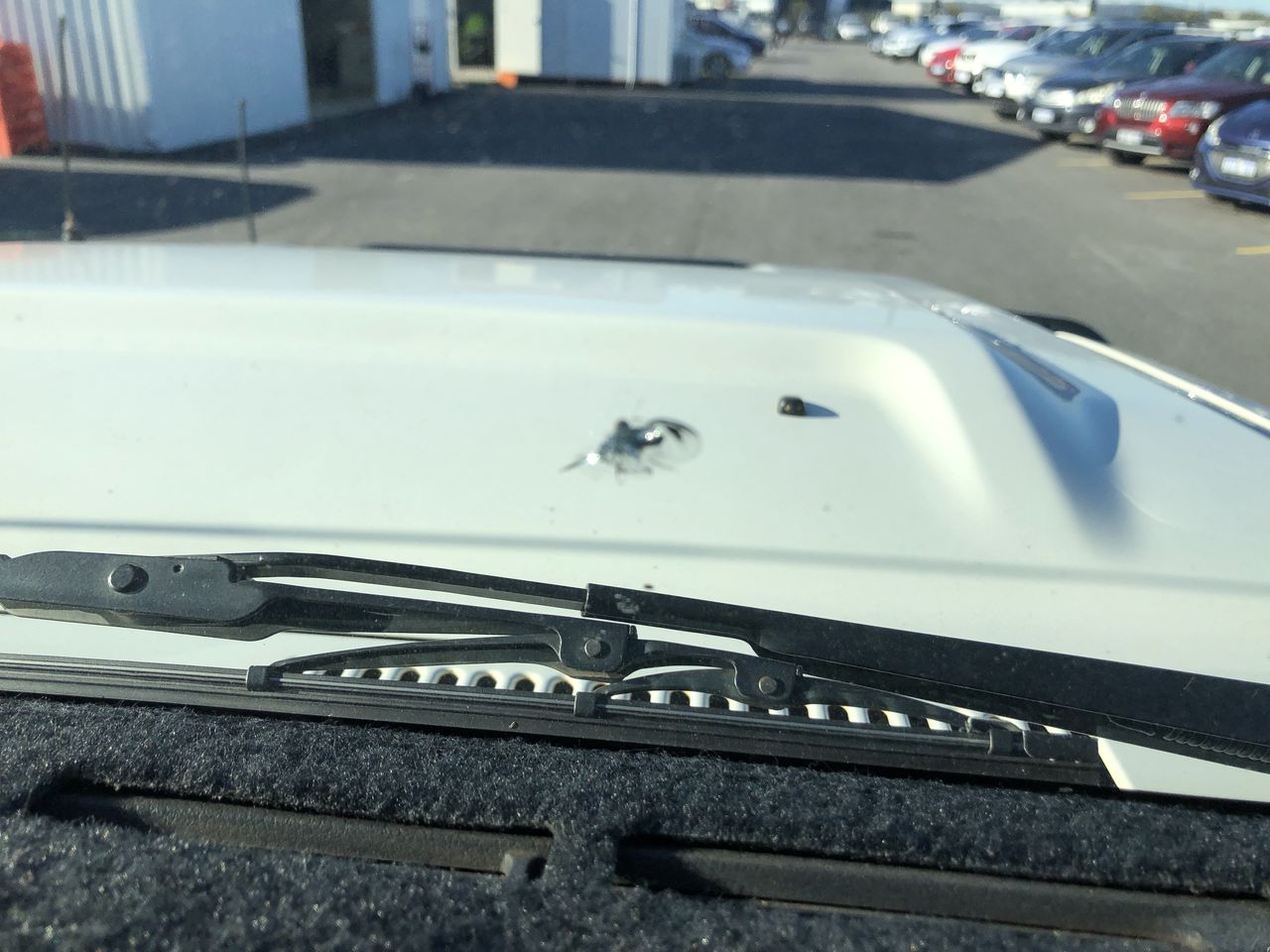 1919 Australia KGV Penny