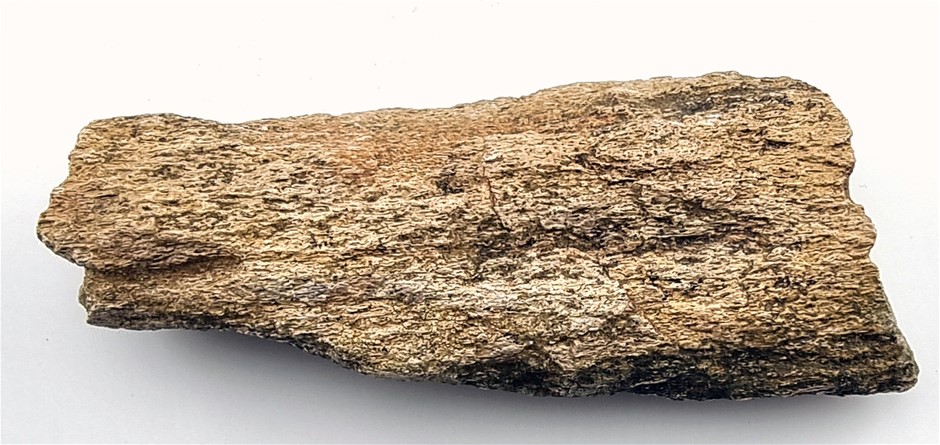 NO RESERVE DINOSAUR FOSSILS 