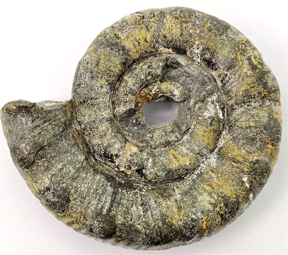 Collection Of Fossils, 190 Million Years In The Making