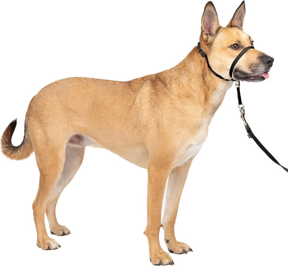 3 x PETSAFE Gentle Leader Headcollar, No-Pull Dog Collar, Medium, Black.
