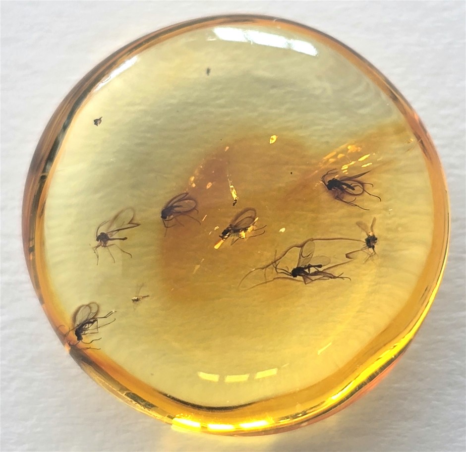 3 MILLION YEAR OLD PIECE OF AMBER FILLED 