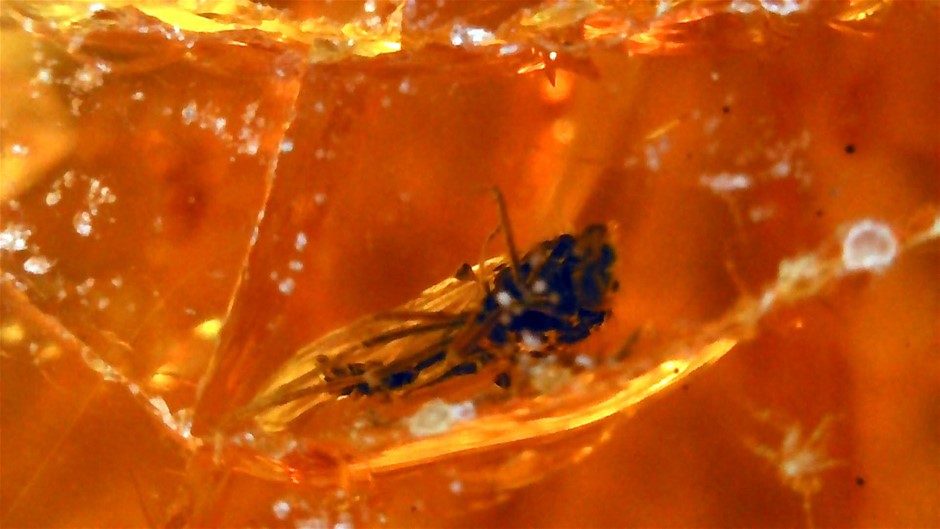 No Reserve 3-Million-Year-Old Pieces Of Amber Filled 