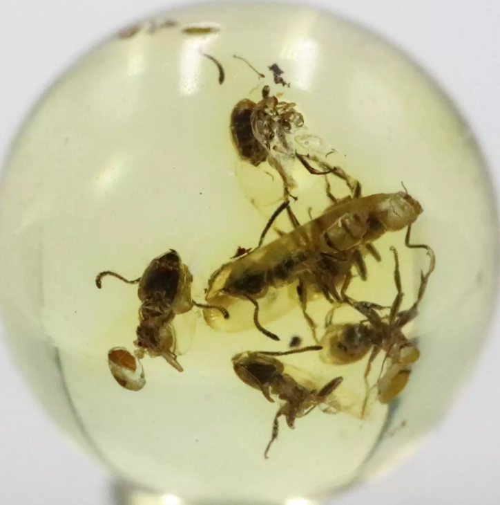 3 MILLION YEAR OLD SWARM OF INSECTS TRAPPED IN AMBER Auction (0001 ...
