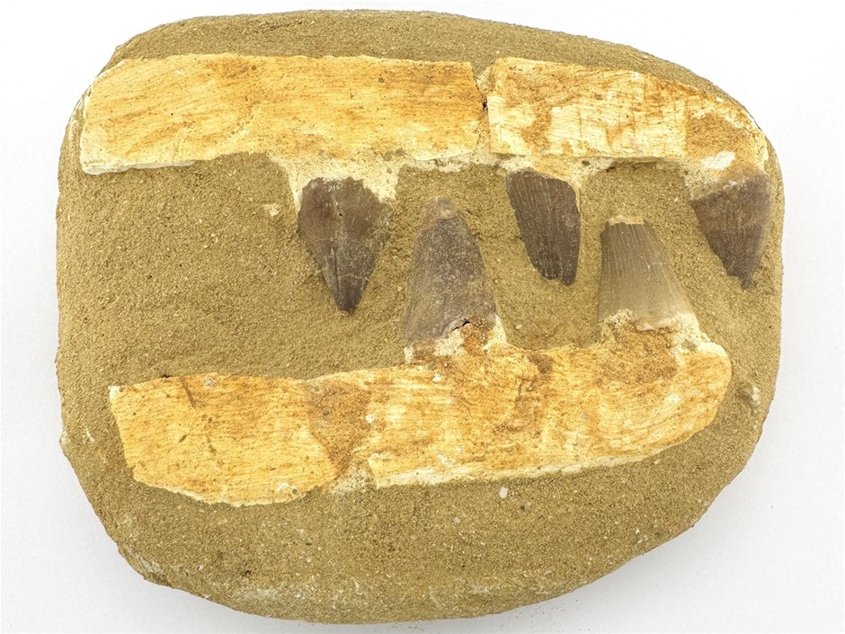 No Reserve 98-66 Million-Years-Old Mosasaur 