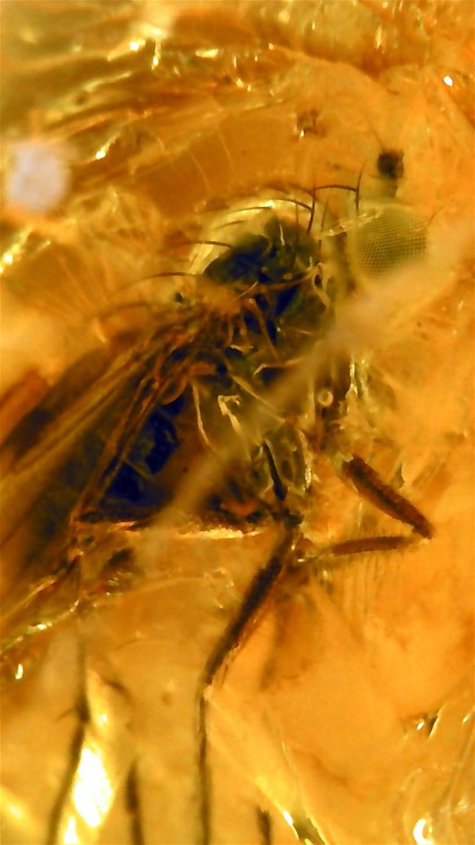 No Reserve 3-Million-Year-Old Prehistoric Insect Filled