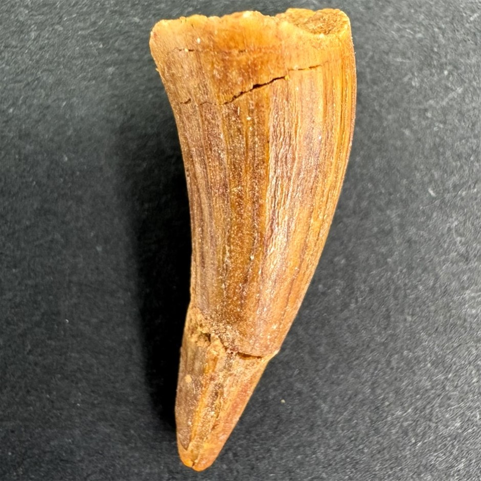 No Reserve 100-Million-Year-Old Spinosaurus Dinosaur Tooth