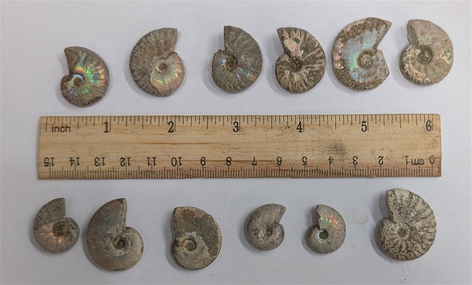 Dozen 120 Million year old AMMONITE Fossils from Madagascar