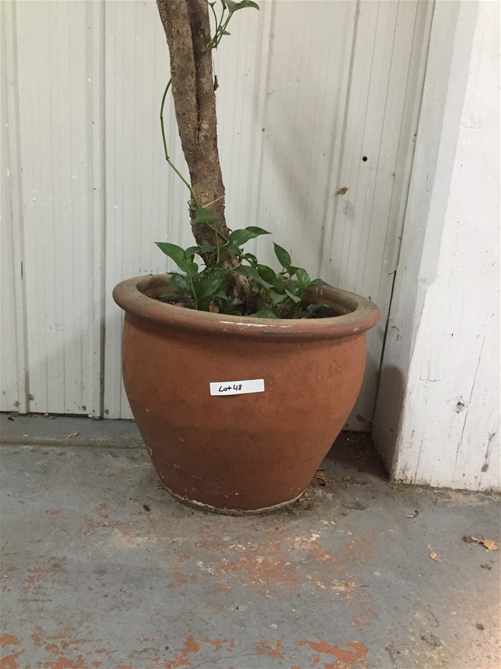 2 Large Terracotta Pots - Round (Plants not included)