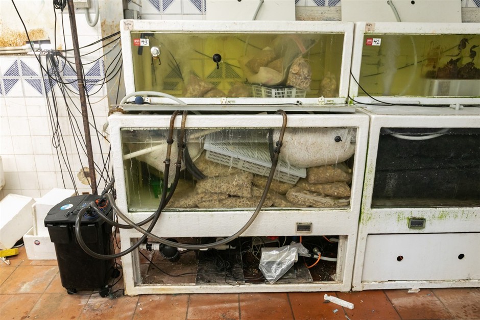 Live Seafood Holding System