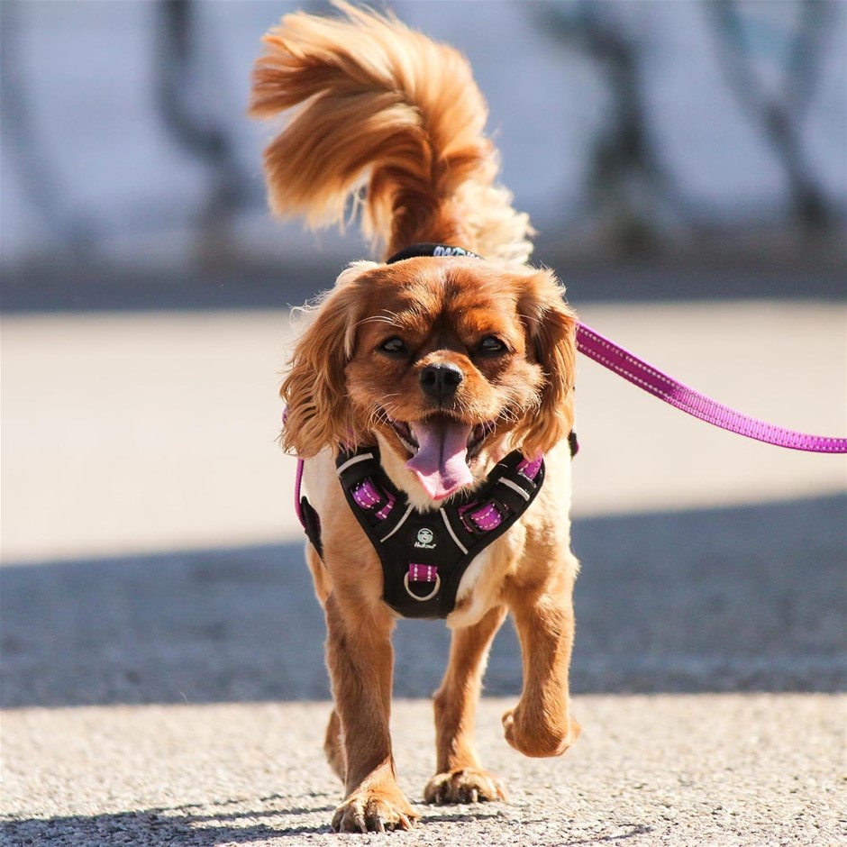 HUSKIMO Ultimate Dog Harness in Aurora - Large.