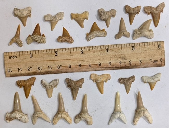Two Dozen 40 Million Year Old Fossil Shark Teeth from Morocco