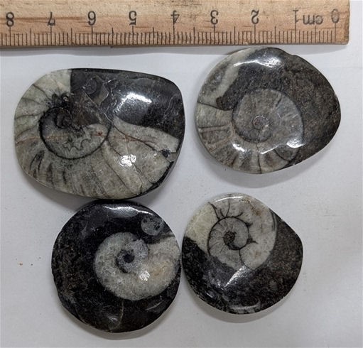Four 400 Million year old GONIATITE Primitive Ammonite Fossil Collection