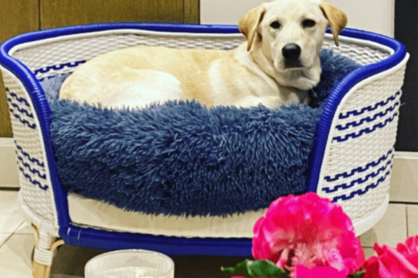 Dog Bed Basket Blue White Rattan Highett VIC pickup