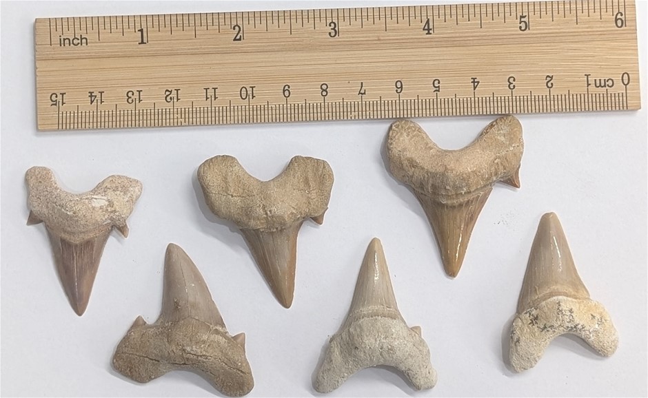Six huge 40 million year old Fossil Shark teeth from Moorocco