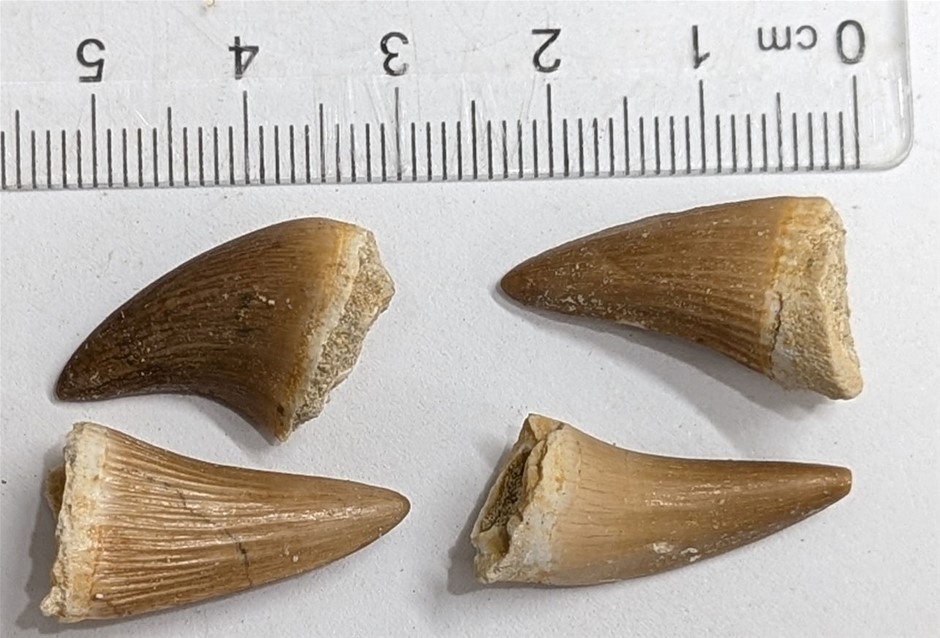 Four 70 Million year old Fossil MOSASAUR TEETH From Morocco