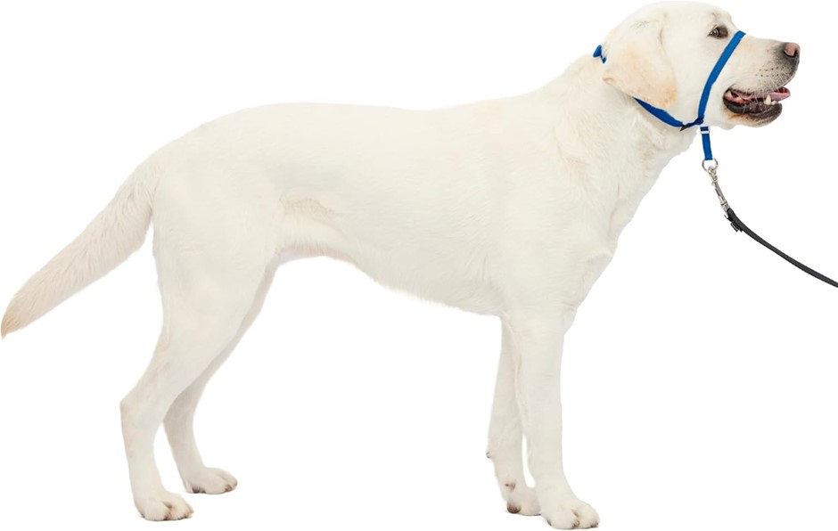 2 X PETSAFE Gentle Leader Headcollar, Large, Royal Blue
