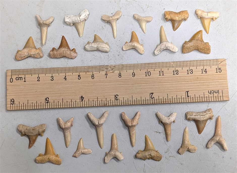 Two Dozen 40 Million Year Old Fossil Shark Teeth From Morocco