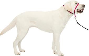 PETSAFE Gentle Leader Headcollar, No-Pull Dog Collar, Raspberry Pink, Large
