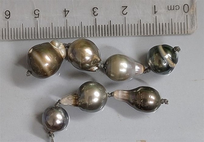 Seven Salt Water TAHITI Tahitian Pearls