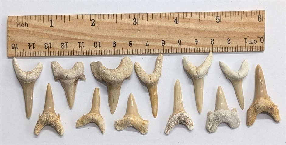 Dozen 40 million year old fossil SHARK TEETH From Morocco