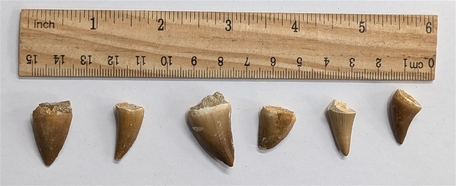 Six 70 million year old Fossil MOSASAUR TEETH From Morocco