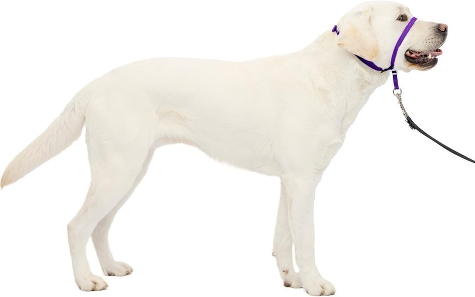 2 X PETSAFE Gentle Leader No-Pull Dog Headcollar, Large, Deep Purple.