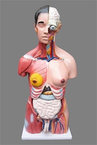 Human 80cm Unisex Torso Anatomical Model