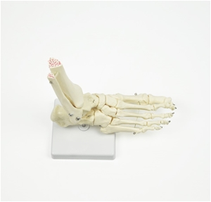 Life Size Foot Joint Anatomical Model Sk
