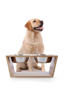 Natural Bamboo Pet Feeder With Stainless