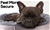 PaWz Heavy Duty Pet Bed Mattress Dog Cat Pad Mat Cushion Winter Warm Soft L