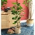SOGA 4X 180cm Artificial Indoor Pocket Money Tree Fake Plant Simulation