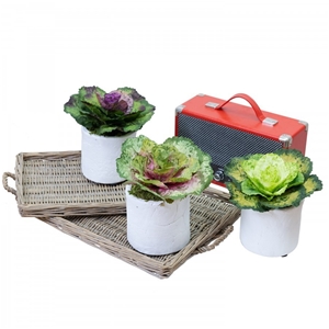 3pcs 19cm Assorted Cabbage Rose in Pot A