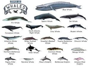 TYPES OF WHALES A4 Matte Laminated Poste