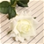 SOGA 12pcs Artificial Silk Flower Fake Rose Bouquet Table Decor White
