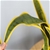 SOGA 2X 95cm Artificial Indoor Yellow Edge Tiger Piran Fake Tree Flower Pot