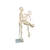 Anatomical 85cm Tall Human Skeleton w/ Flexible Spine Model