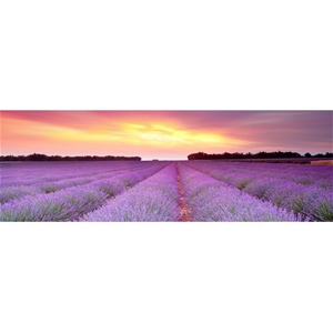 Lavender Sunset, 138x46cm Canvas Print